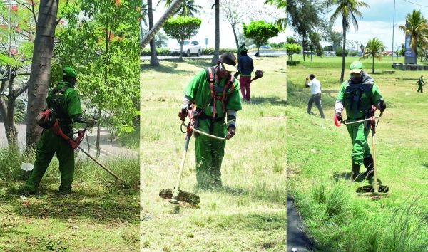 DIGECAC realiza operativos simultáneos de mantenimiento y poda de árboles en el Gran Santo Domingo