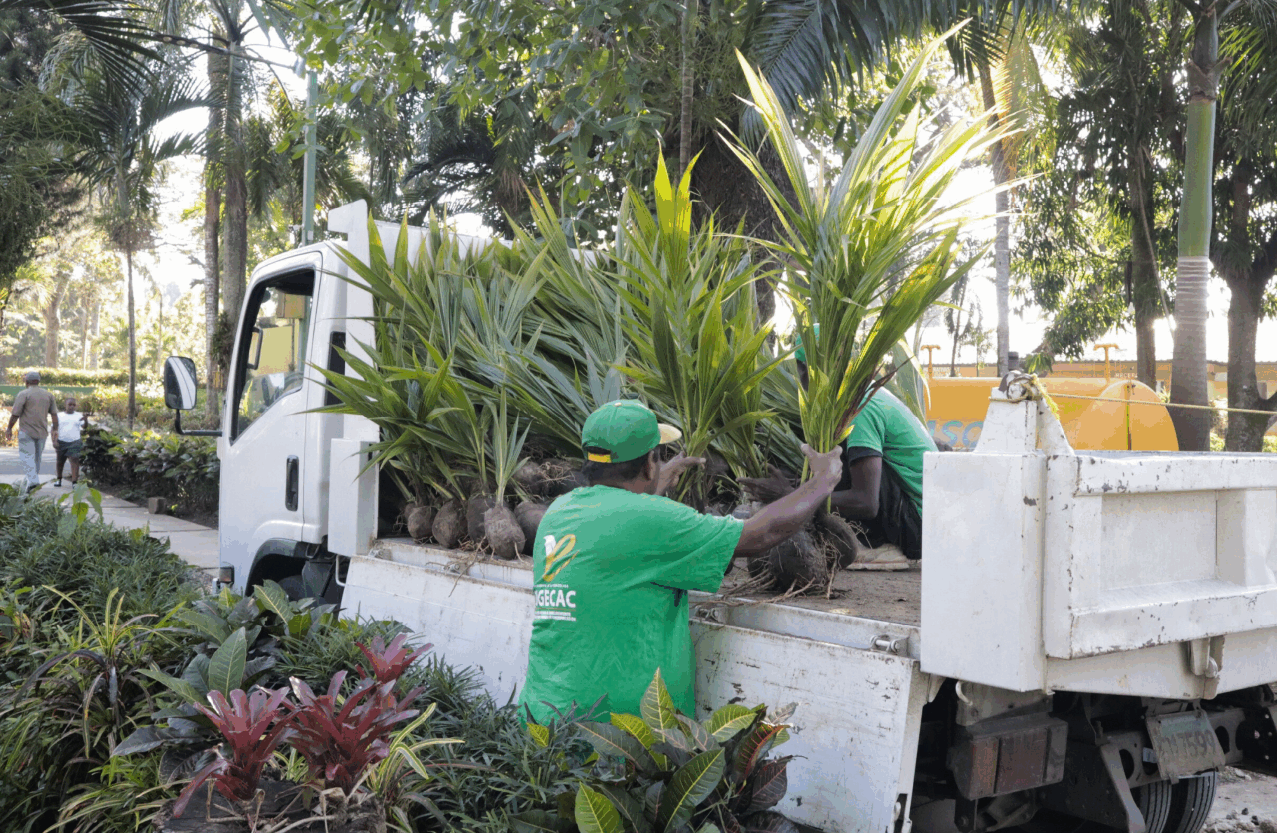 Tenemos más  320 especies de plantas ornamentales en nuestros viveros.